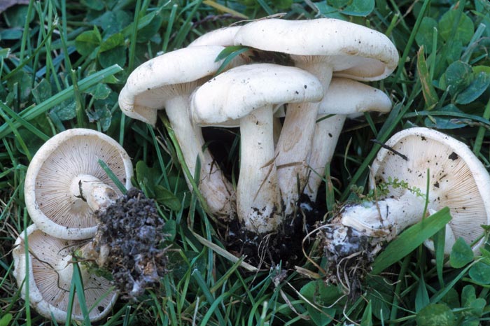 Lepista subconnexa